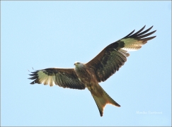 <p>LUŇÁK ČERVENÝ (Milvus milvus) /Red kite - Rotmilan/ </p>